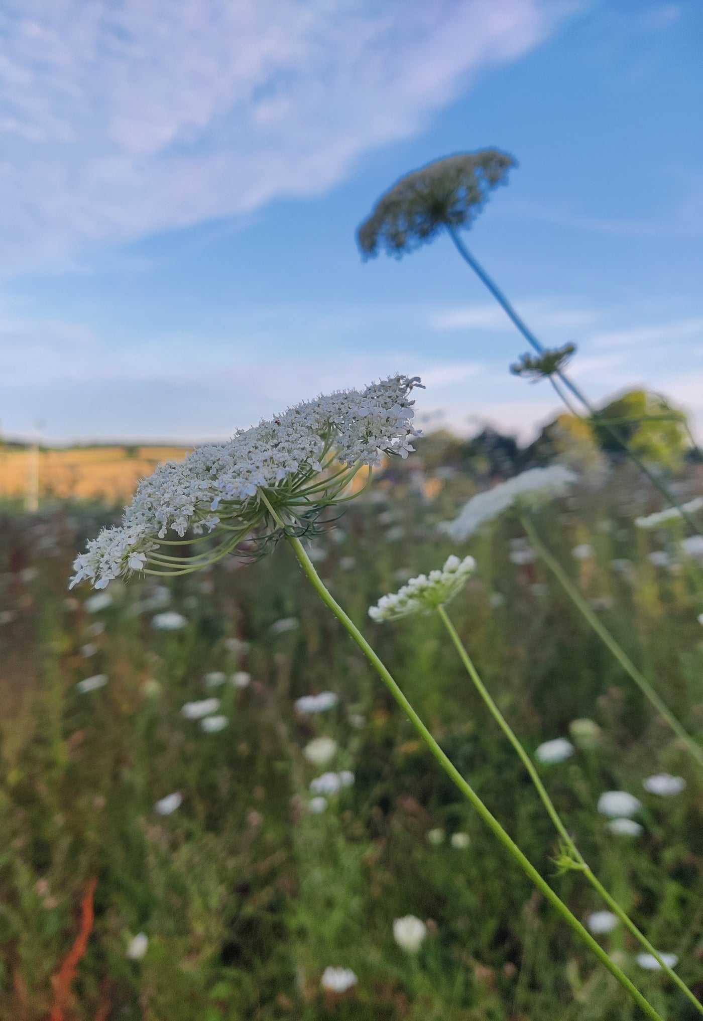 Régénérer sa peau avec la Carotte Sauvage